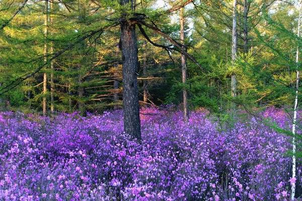 春赏杜鹃花，宿森林木屋